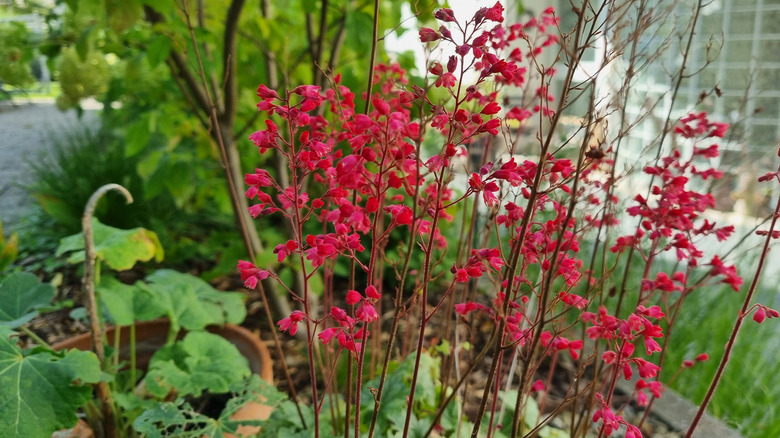 Red-flowered coral bells bloom in a garden.