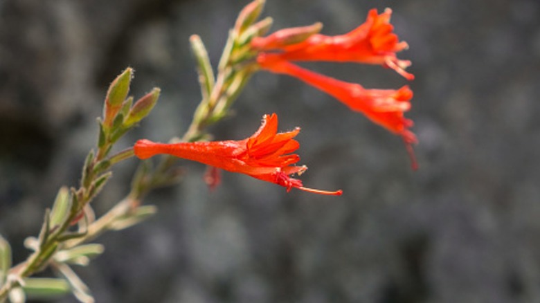 A few hummingbird trumpet blossoms glow orange in the sunlight.