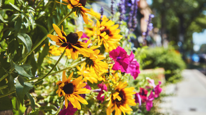 A variety of colorful flowers grow next to a sidewalk in Colorado.
