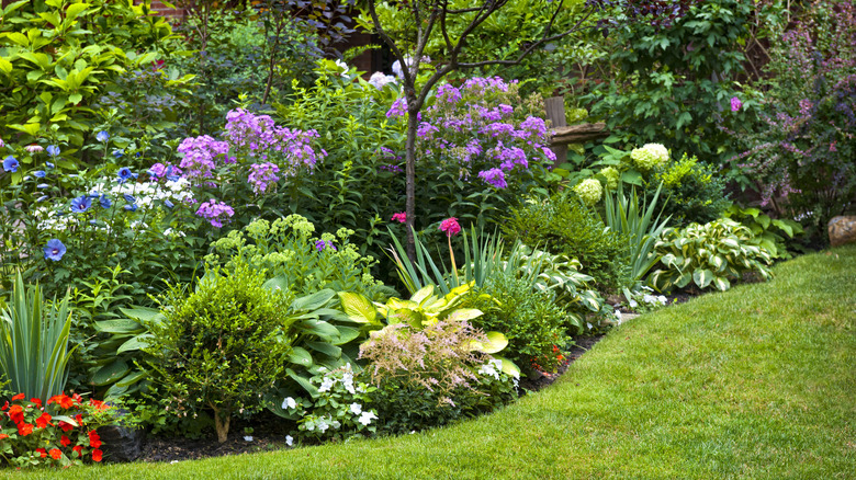 garden with plants