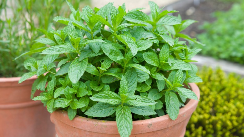 Mint plant in terracotta pot