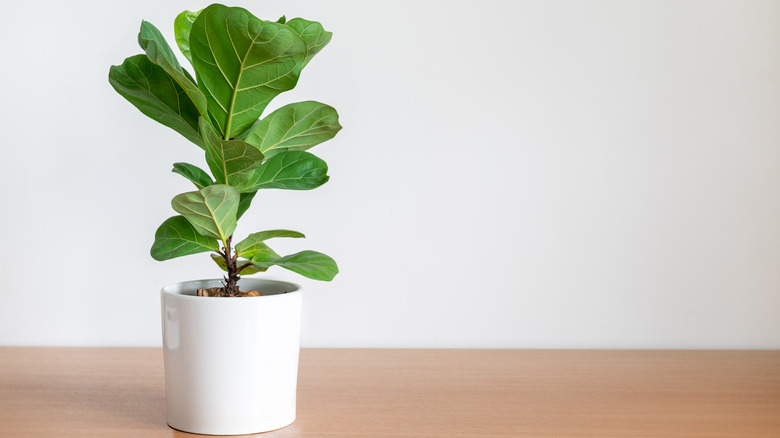 fiddle leaf fig in a white pot
