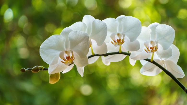 Moth orchid Aquarius flower