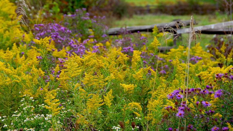 A mix of native plants grows near a wooden fence
