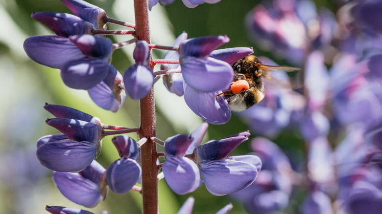Bumble bee feeding on lupine flowers