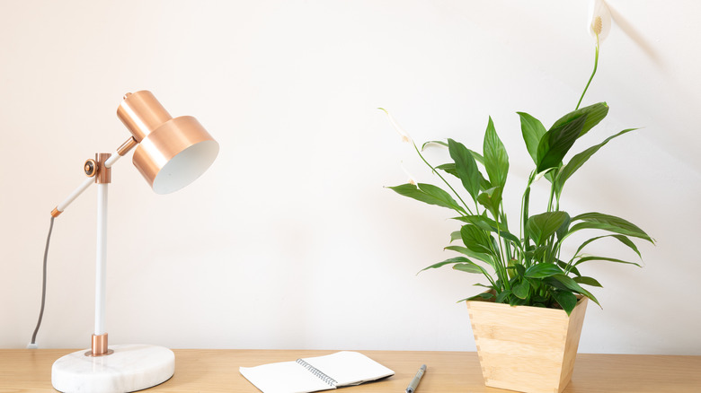 Peace lily on a desk in home office