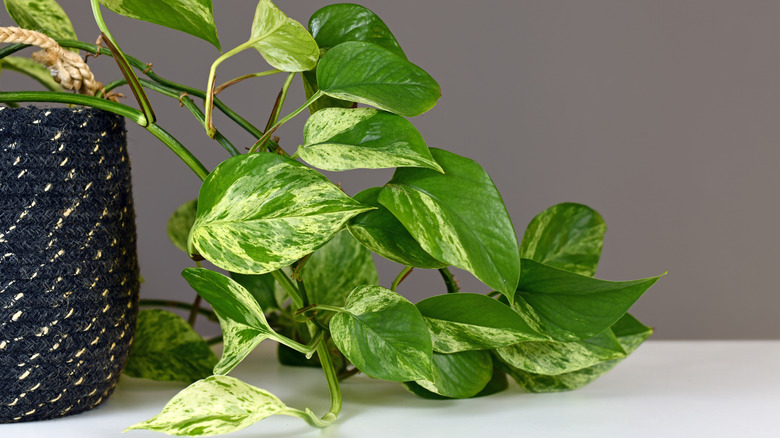 Trailing pothos plant in basket