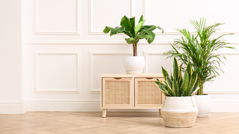Areca palm and floor plants