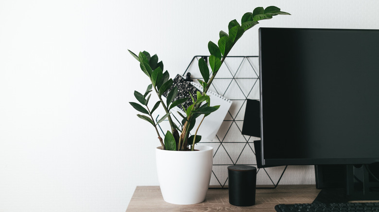 ZZ plant on a desk 
