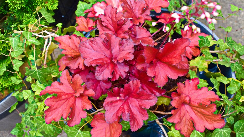 Red coral bells