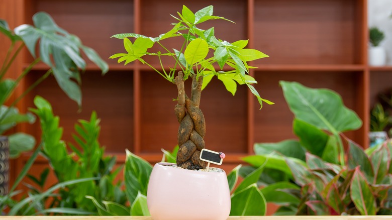 Pachira aquatica money tree