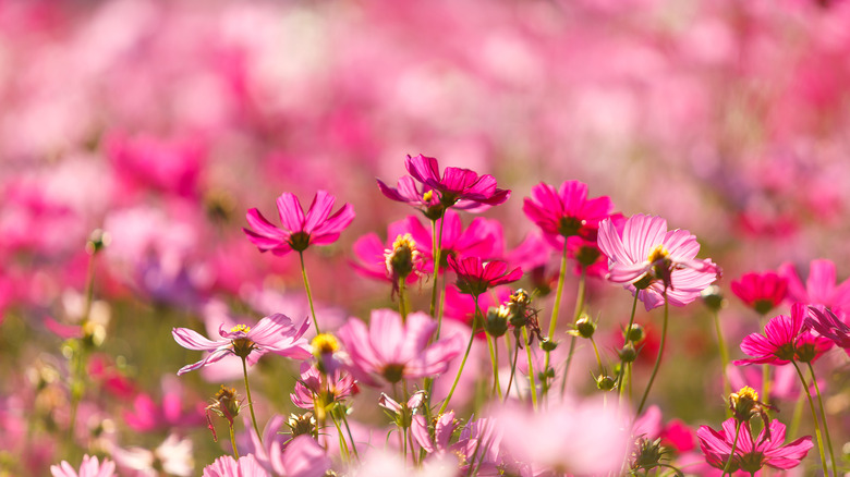 Pink cosmos flowers 
