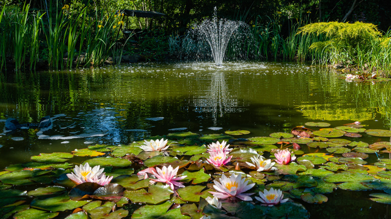 peaceful pond with flowers