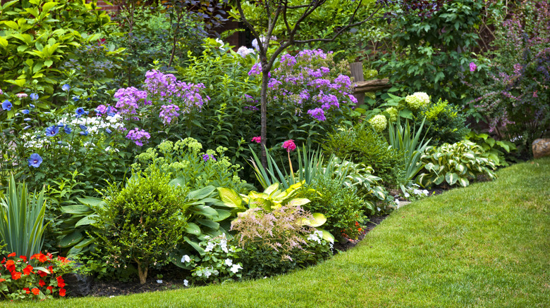 Flowers in a yard