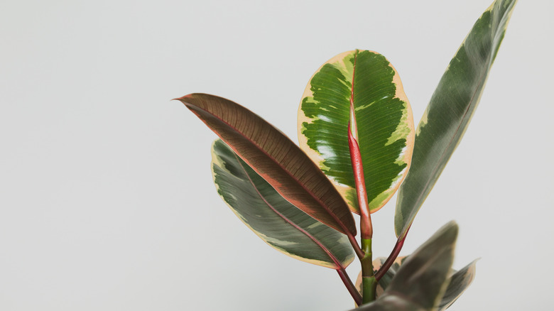 Leaves of ruby ficus