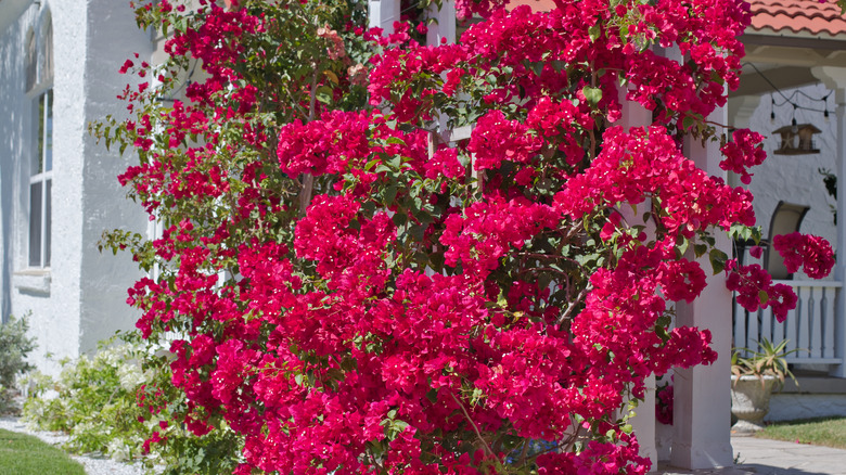 bougainvillea screening patio