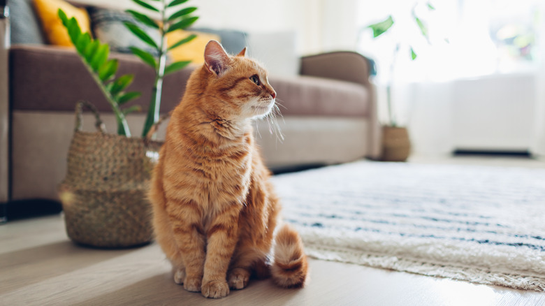 cat in living room