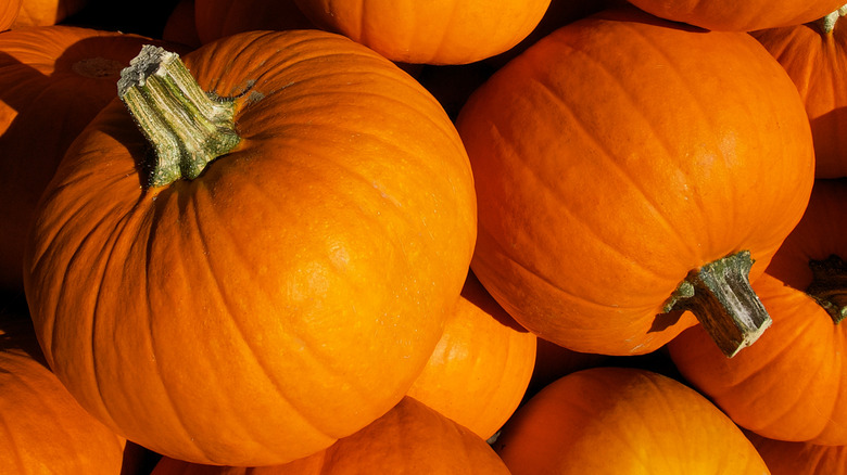Orange 'Baby Pam' pumpkins