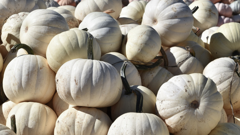 Pile of white pumpkins