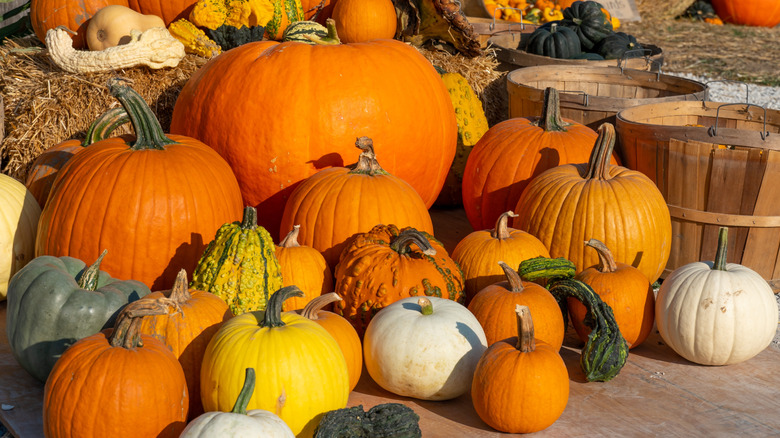 Variety of pumpkins for sale at a farm stand