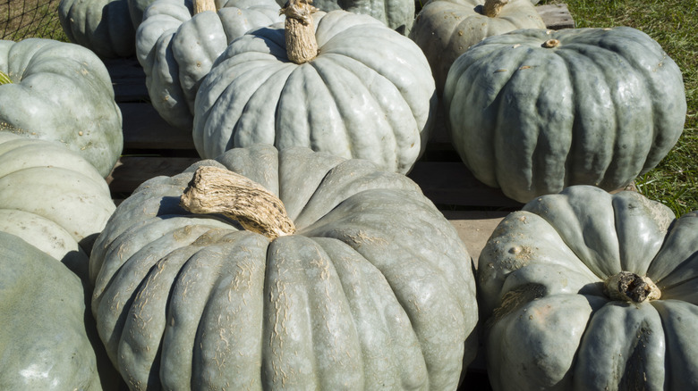 Green 'Jarrahdale' pumpkins on display