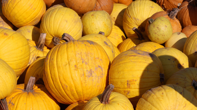 A pile of Mellow Yellow pumpkins