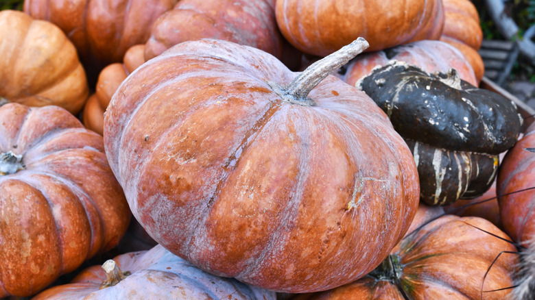Brown pumpkin on display