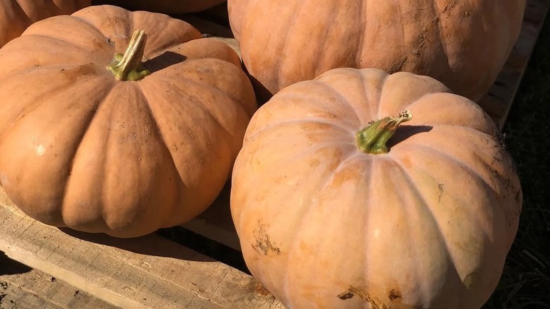 New England Cheddar pumpkins