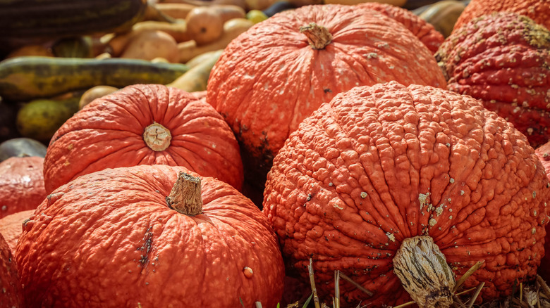 Red Warty Thing pumpkins
