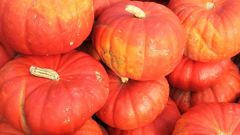 Red Cinderella pumpkins on display