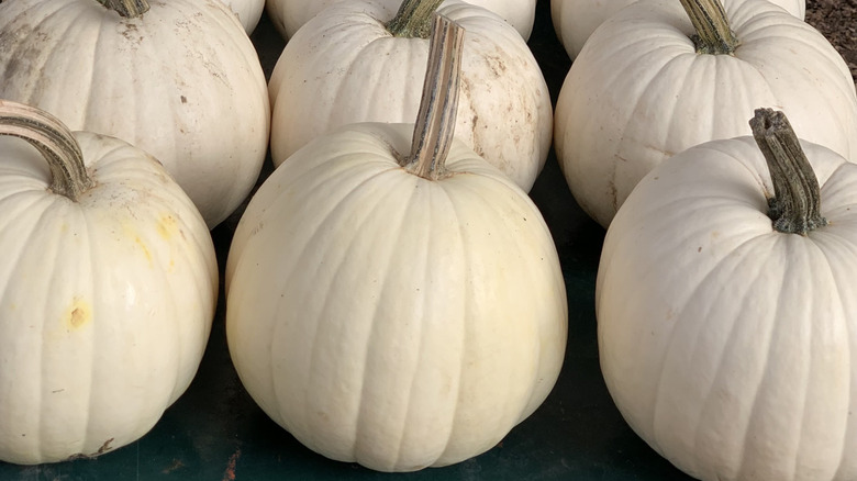 White pumpkins for sale at a market