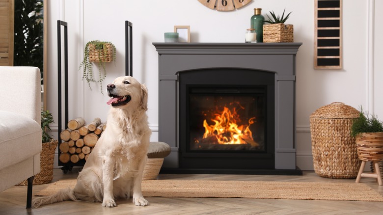 Dog enjoying cozy fireplace