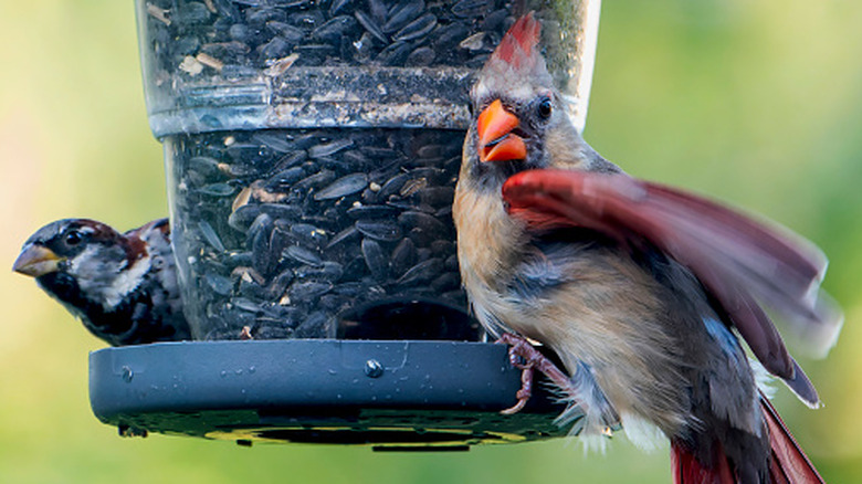 A cardinal and a finch eating at a bird feeder filled with black sunflower seeds.
