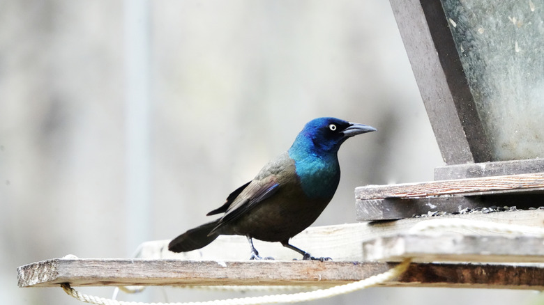 Grackle at a bird feeder.