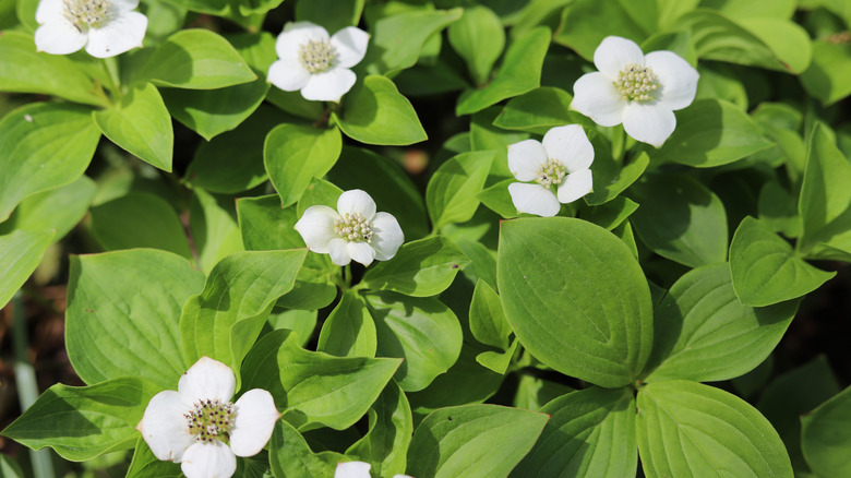 Close up of bunchberry dogwood flowers