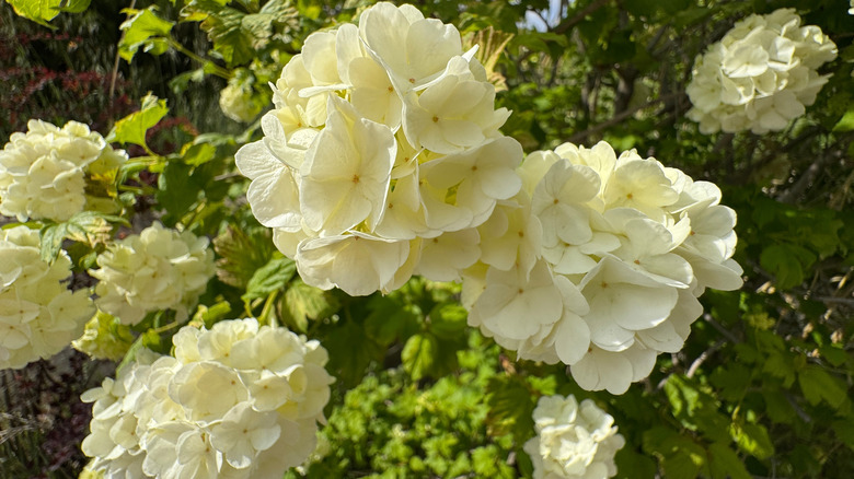 Close up of white viburnum flowers in a garden