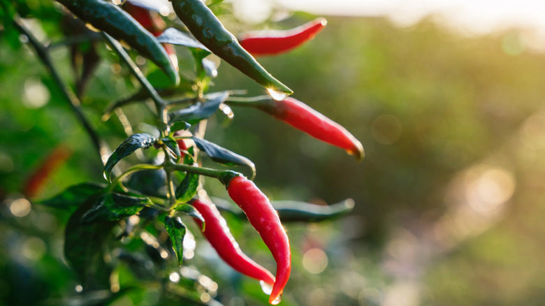 Bright red pepper with green foliage and dewdrops on the peppers..