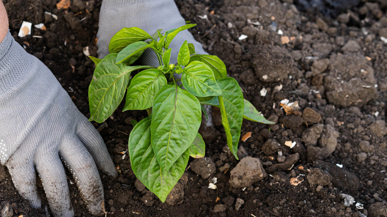 Two hands planting pepper plant in loose soil.