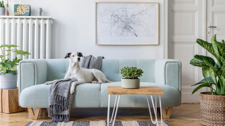 small blue sofa with dog 
