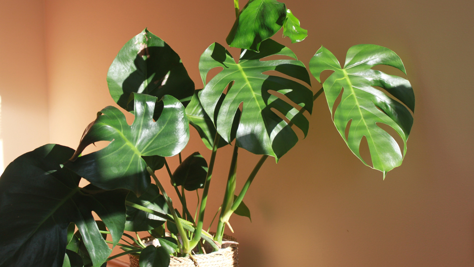 air purifying snake plant Buy Snake Plant Laurentii Dwarf Online