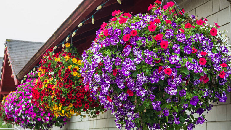 The Best Soil For Thriving Hanging Baskets To Prevent Root Rot