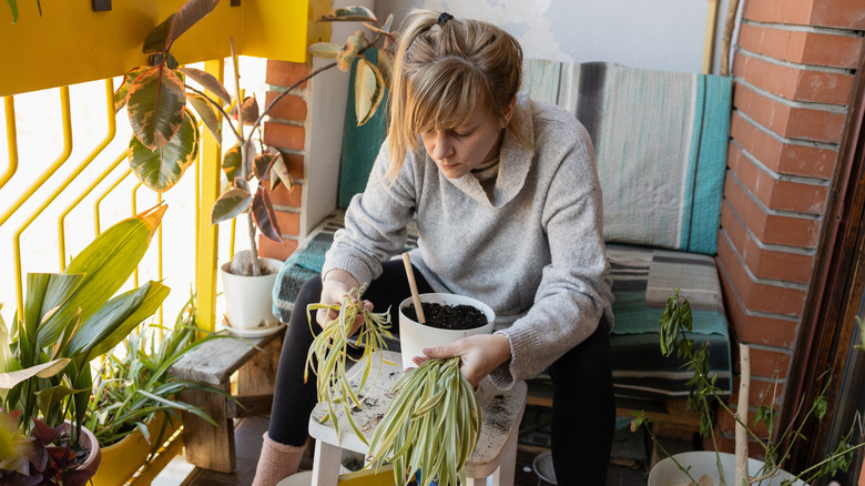 A woman repotting a spider plant