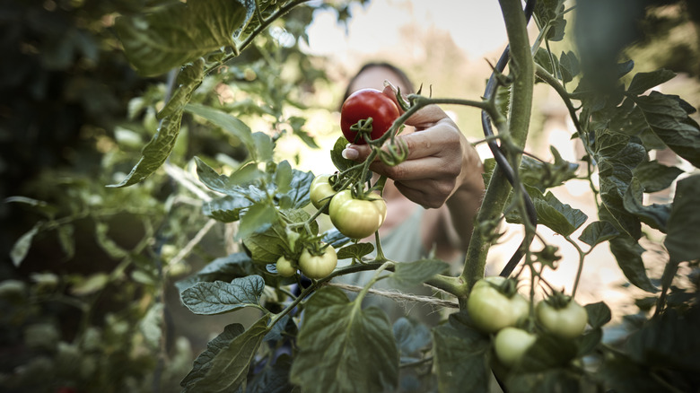 Closeup of someone picking a ripe tomato off a tomato plant