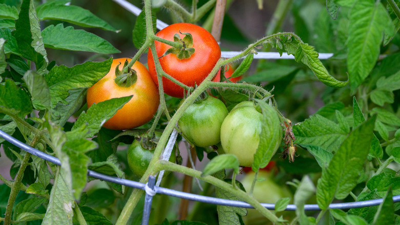 Close up of ripe and unripe tomatoes enclosed by a cage