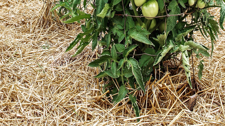A row of caged tomato plants with a layer of straw on the ground