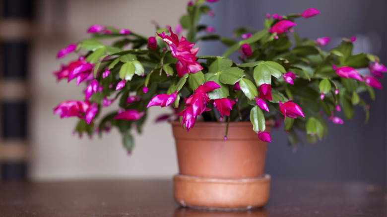Closeup of a Christmas cactus in a pot