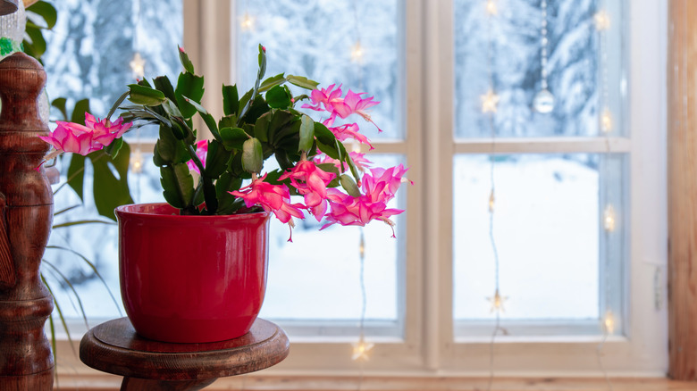 A Christmas cactus near a window with snow outside