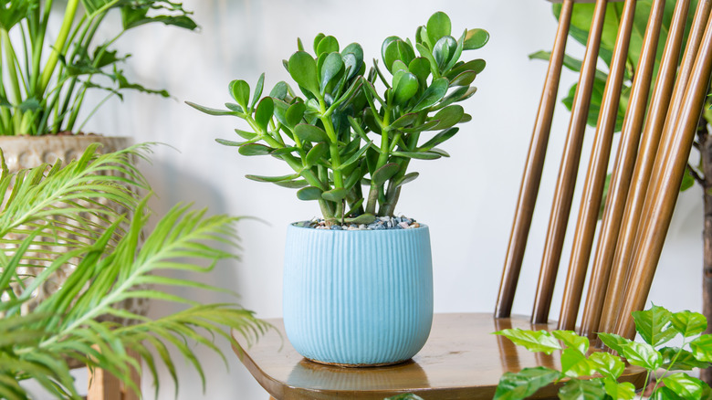 A jade plant in a light blue pot on a wooden chair with palms and other plants around it