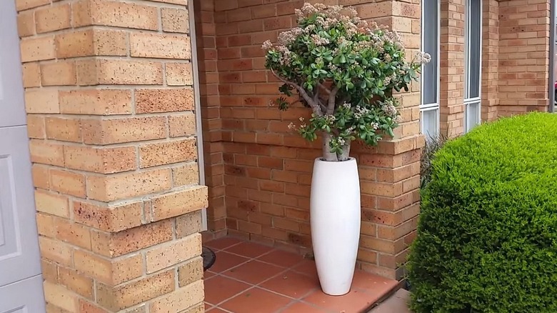 A large jade plant in a tall white pot near the front door of a brick home