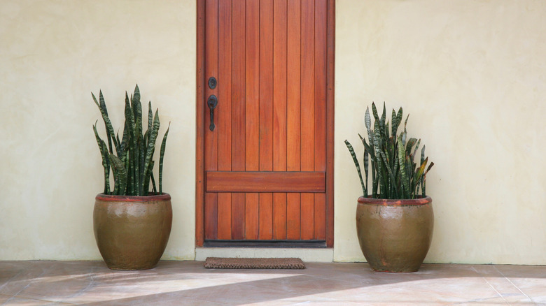 snake plants flanking front door